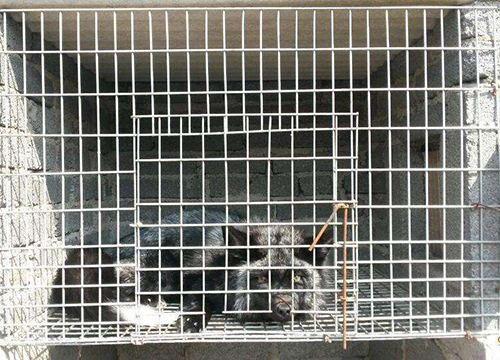 Farming welded wire mesh图片1