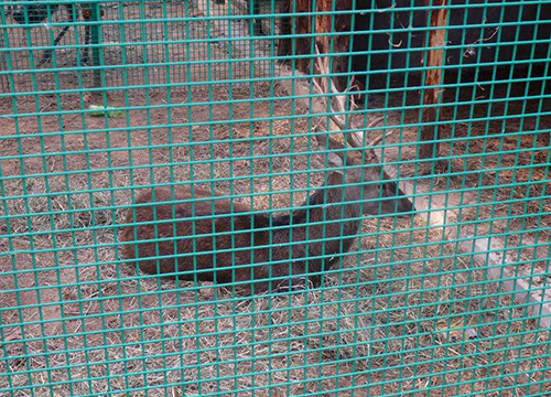 Farming welded wire mesh图片3